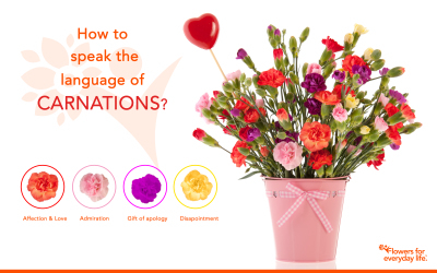 Carnations for Valentine’s Day? Learn their secret language